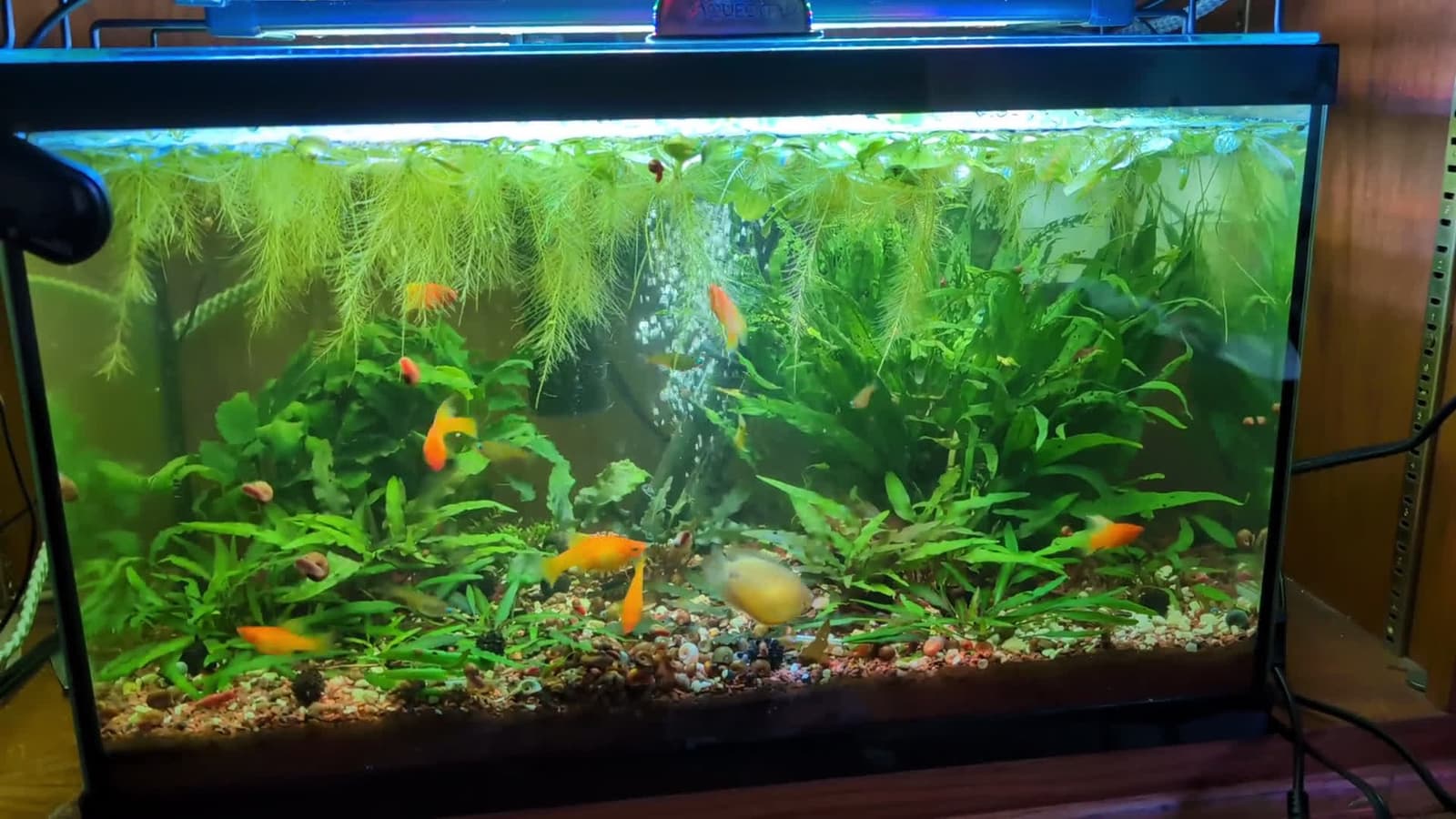 cover for 10-gallon community tank action: platys are full-on chonk and babies are everywhere! 🐠👶 #Platies #FishTank #AquariumLife #BabyPlaties