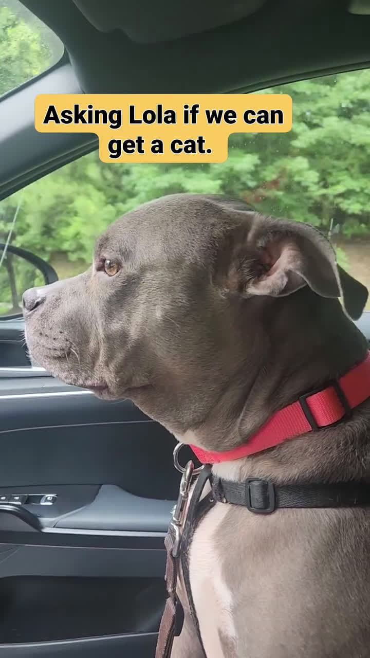 cover for Dog Reaction When Asked About The Cat. Lol #funny #viral #fyp #scoopz #scoopzreels 