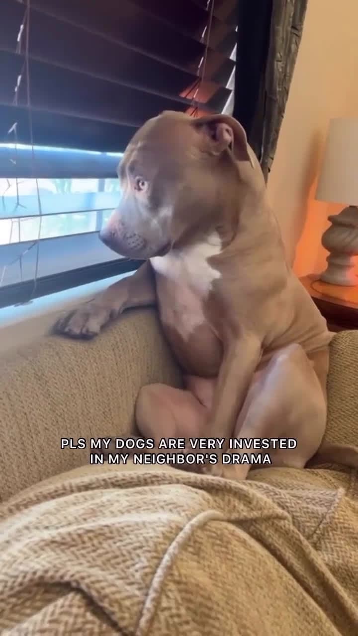 cover for When your dog’s got all the neighborhood tea 😂 #FunnyDogs #DogMemes #PeekingPup