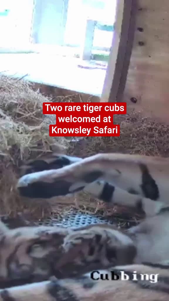 cover for Two rare tiger cubs have been born at a safari park as part of conservation efforts to save the endangered species. Knowsley Safari in Merseyside has welcomed the arrival of two Amur tiger cubs. Click the link in bio for more 🔗...