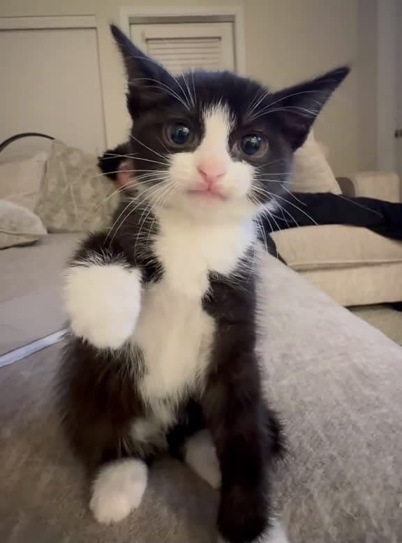 cover for Kitty is a little angry #cat #catsoftiktok #funnyvideo #fyp #pet