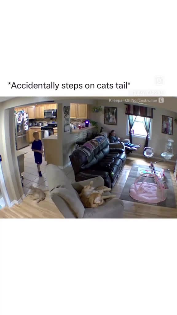 cover for When a playful cat surprises a little boy! 🐱😲 #CatAttack #FunnyMoments #KidsAndPets