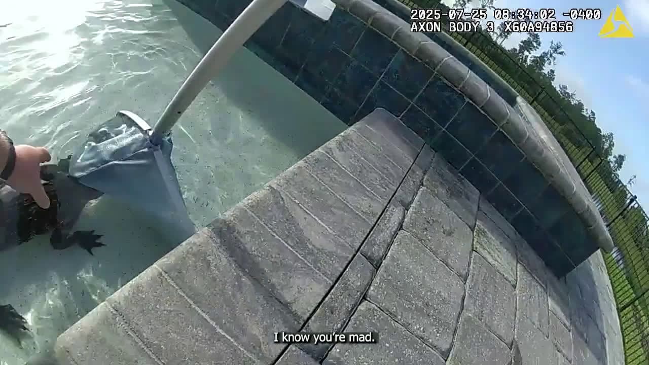 cover for RAW VIDEO: Florida police officer wrangles alligator with his bare hands