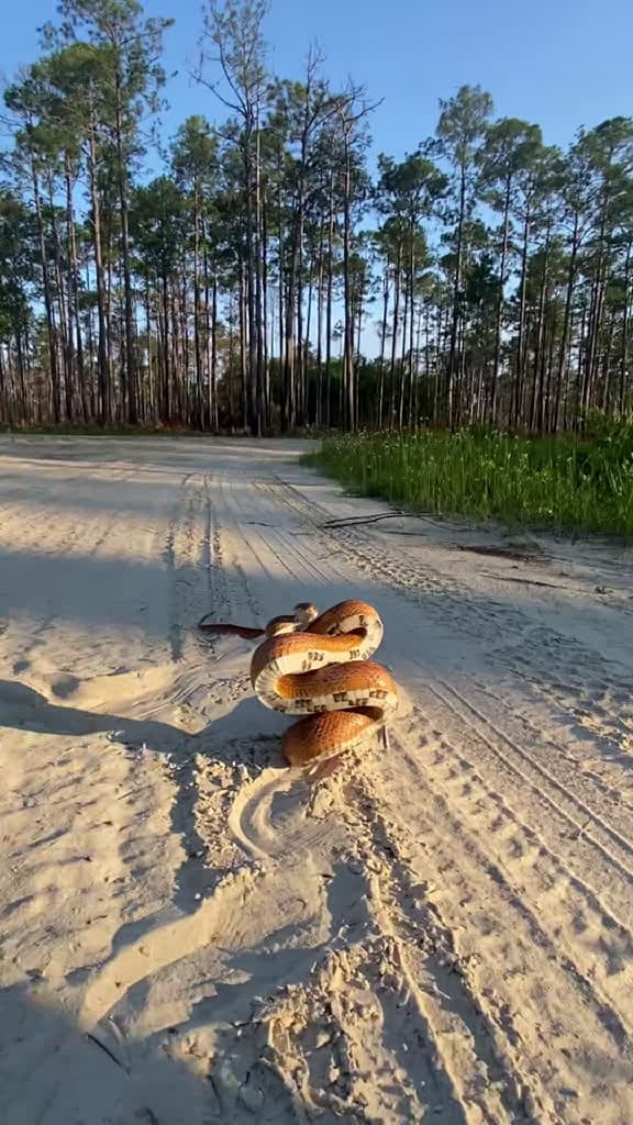cover for Spotted the largest corn snake ever on a Florida dirt road! 🐍 #Wildlife #CornSnake #FloridaFinds #Reptiles