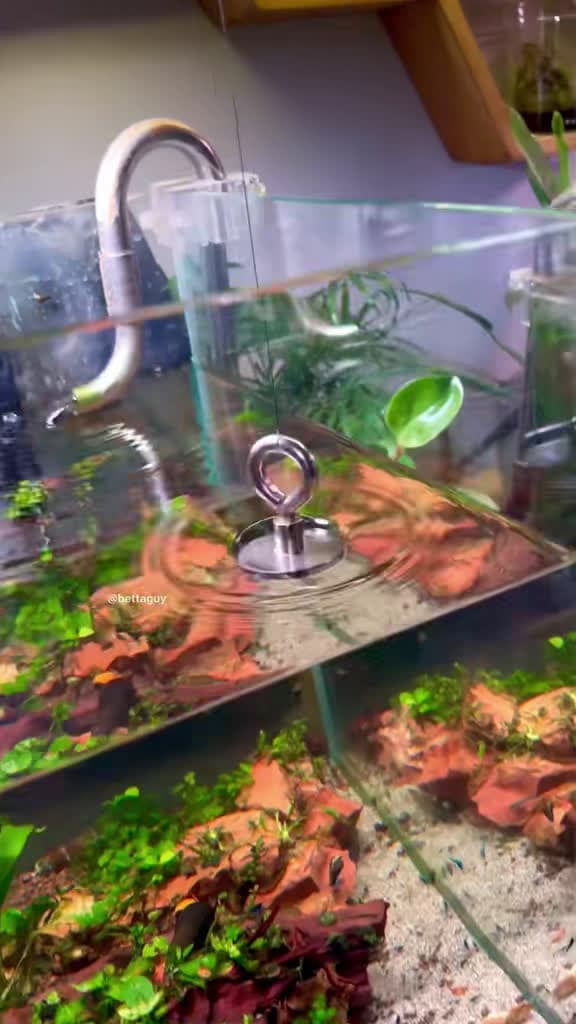 cover for Revolutionize your aquarium cleaning with this magnetic life hack! 🧲🐠 #AquariumHack #CleanAndClear #Fishkeeping