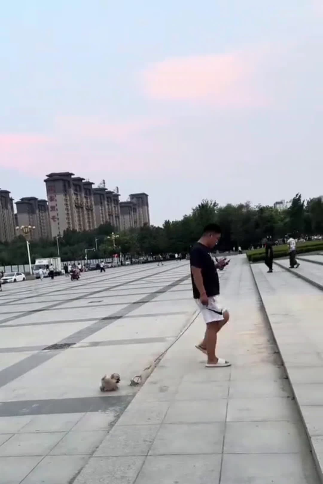 cover for hey! wait for me  #funnyvideo #cutepuppy #tiny #doglovers