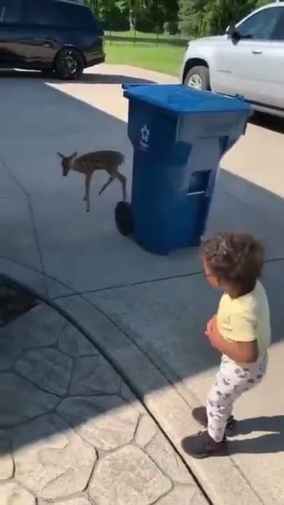 cover for Baby deer meets baby human