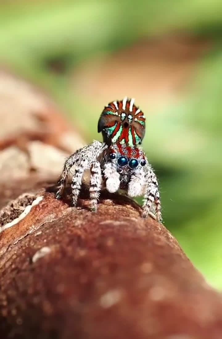 cover for Watch these peacock spiders bust a move! 🕺🕷️ #PeacockSpider #NatureDance #Wildlife #AmazingAnimals