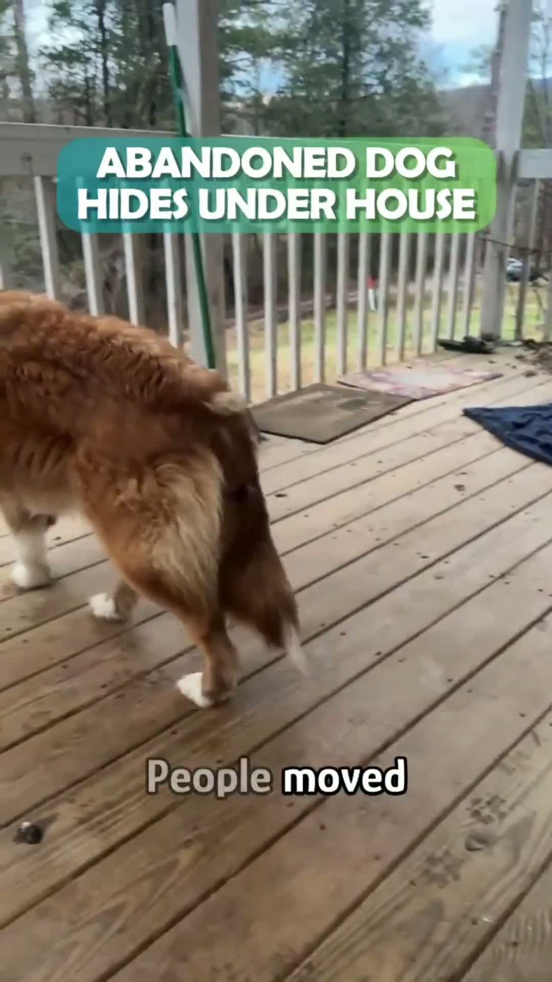cover for Abandoned dog hides under house  #scoopz  #cute  #viral  #animals 