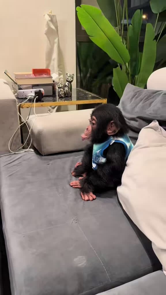 cover for Playtime with daddy and baby chimp! 🐒❤️ #AnimalLover #FamilyFun #BabyChimp