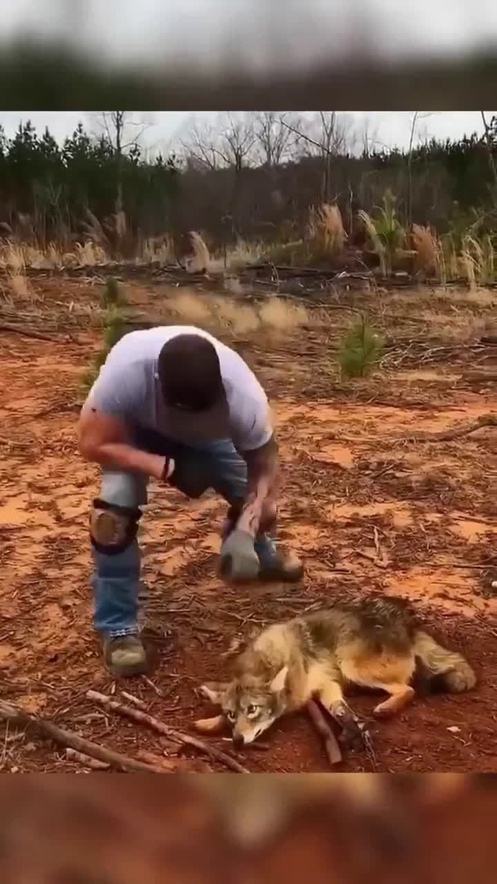 cover for A brave man frees the coyote from the trap, nurses it back to health, and then sets it free, and a story of friendship begins….. #OddlySatisfying