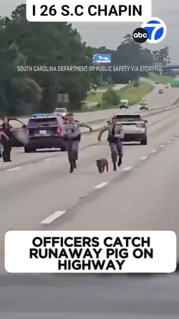 cover for Officers catch runaway pig on highway.