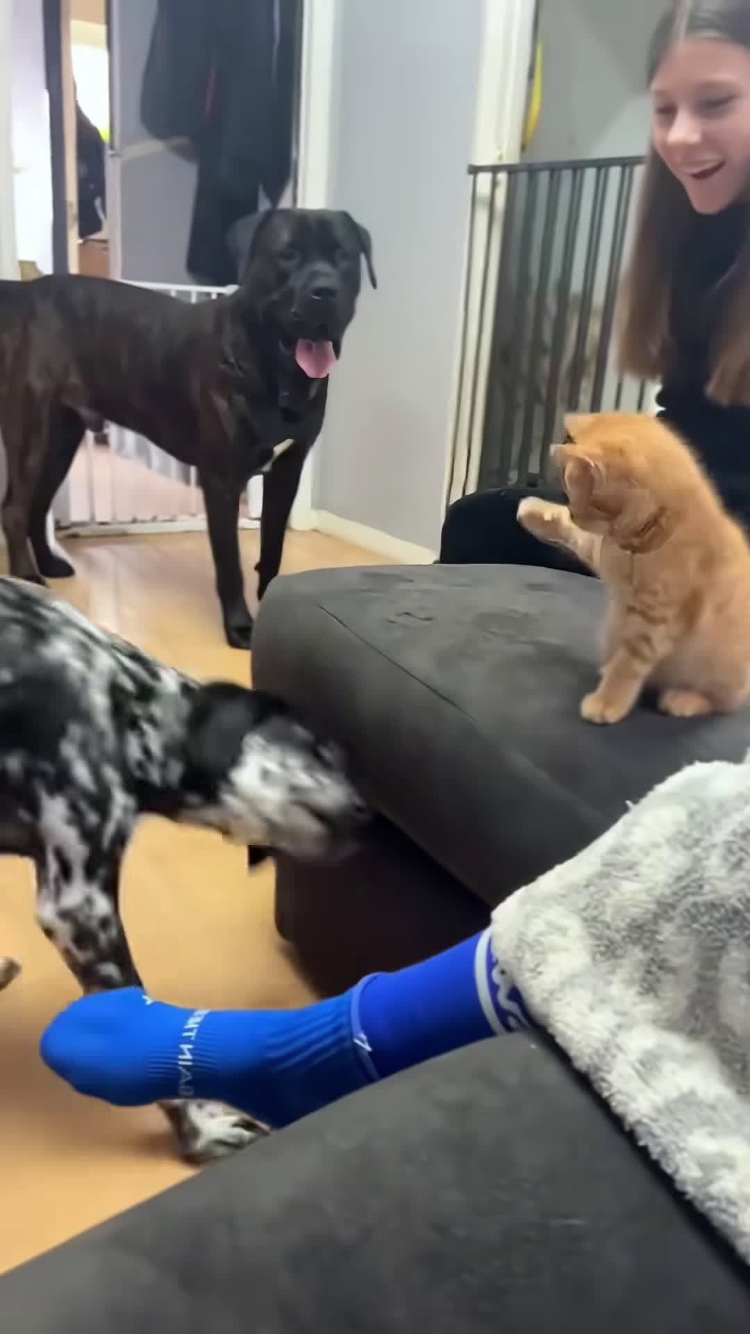cover for Dogs are afraid of cats 🤣#pet #dog #dogsoftiktok #petsoftiktok #funnydogs #doglife #foryou