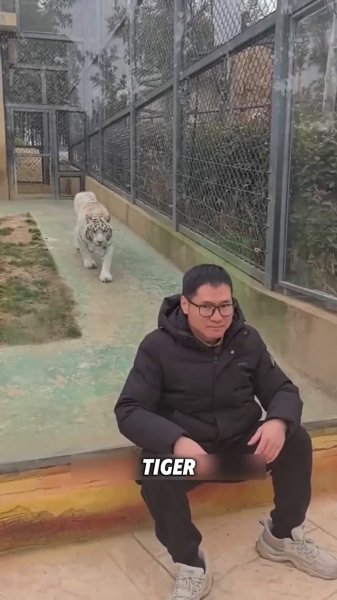 cover for Tiger Sneaks Up Behind Man 🐅❤️ #scoopzanimal 