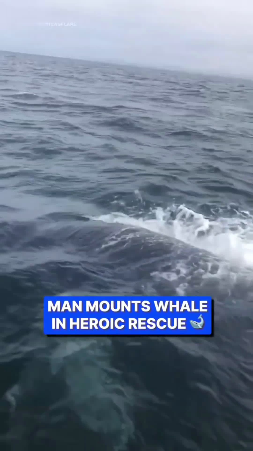 cover for Fisherman mounts whale's back in daring rescueHe risked his own life 🥹