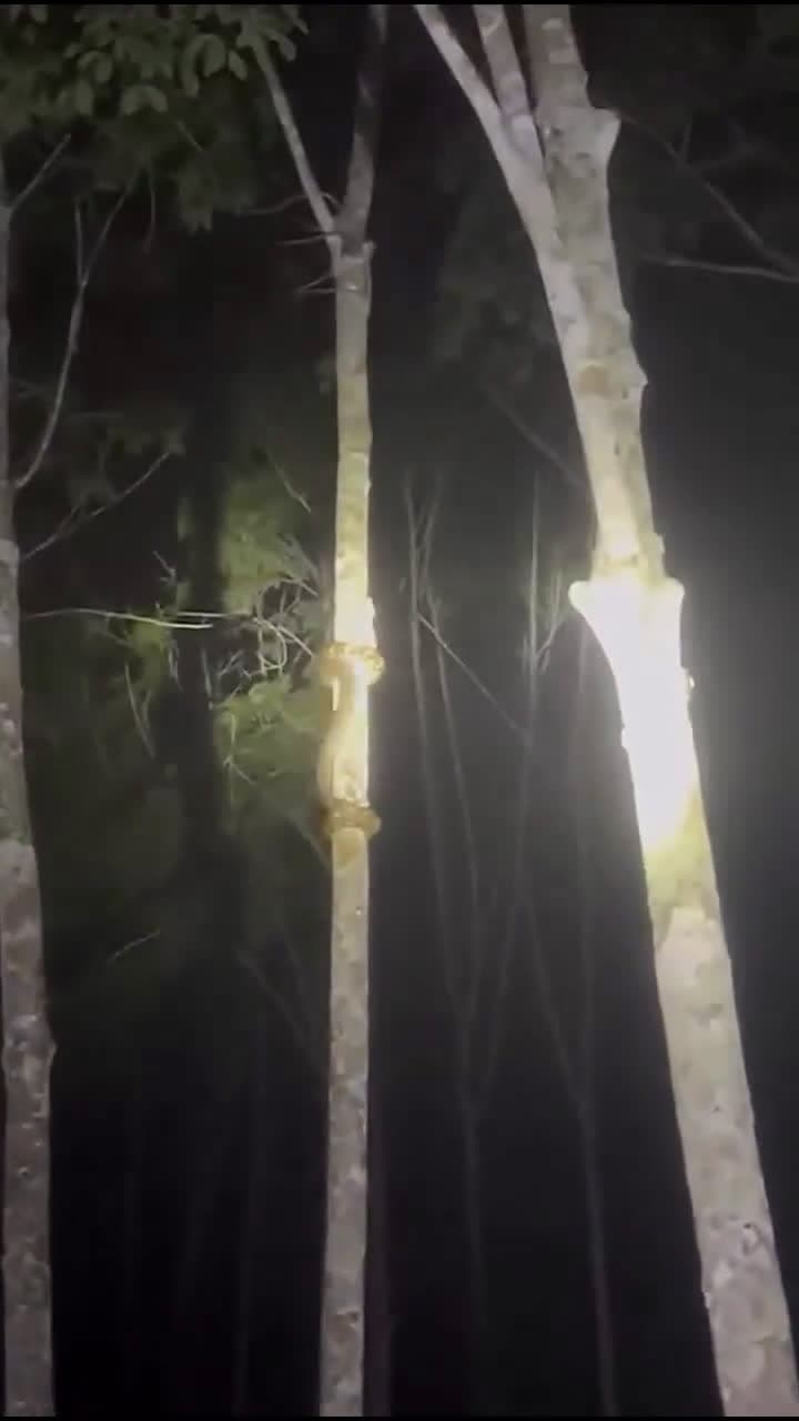 cover for Watch this snake effortlessly climb up a tree! 🐍🌳 #WildlifeWonder #NatureMagic #SnakeClimbing