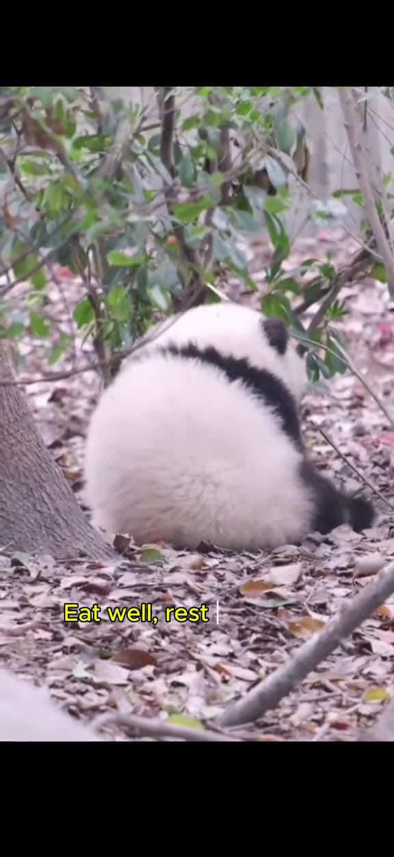 cover for enjoy the simple things in life... panda cutepanda funnypanda gooddaypanda cutean 51525 #shortvideos