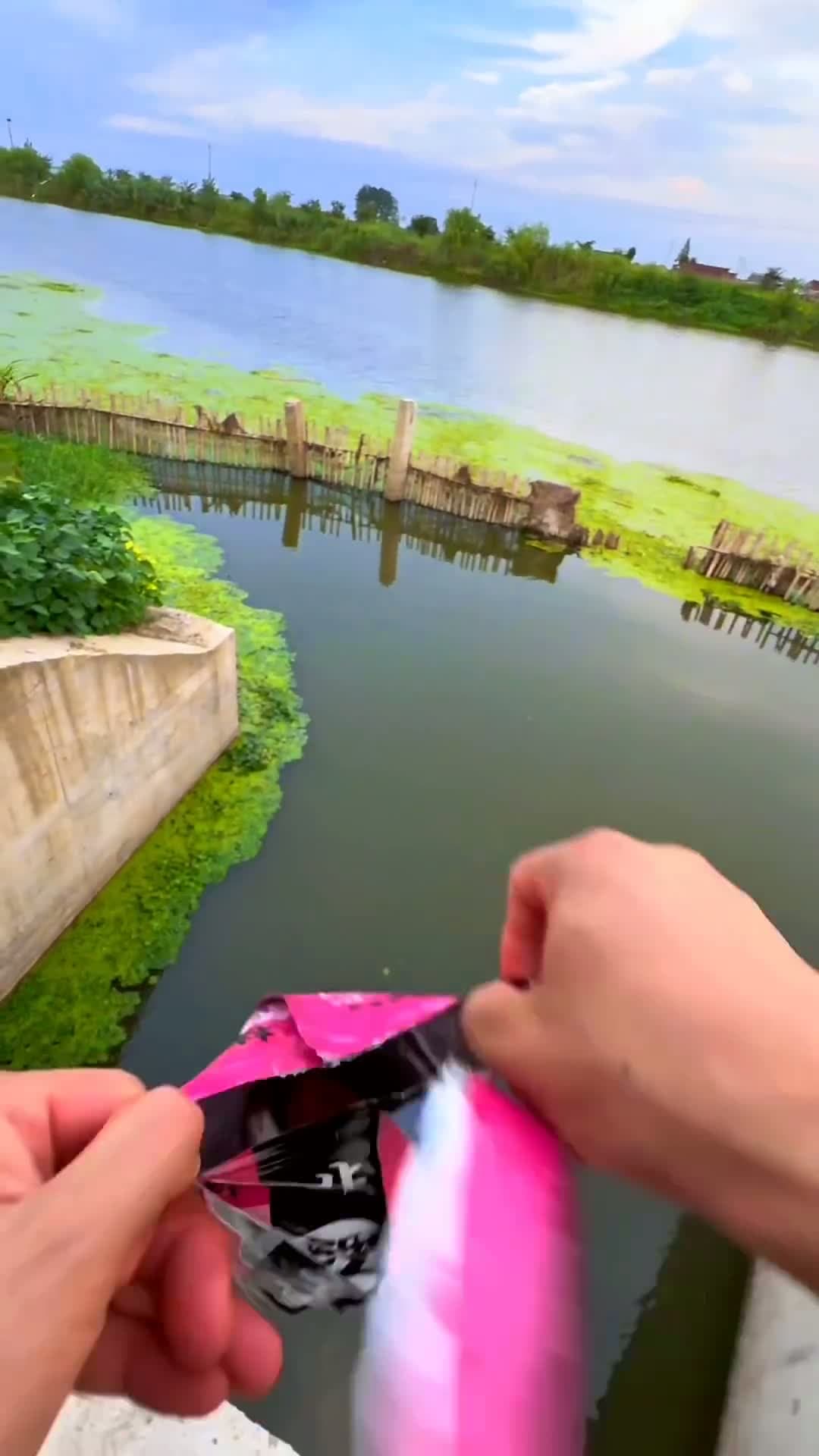 cover for Fishing with corn bait 🌽 By Rod & Reel। River Fishing Video #fishing #fish #carpfishing  would you try this? 