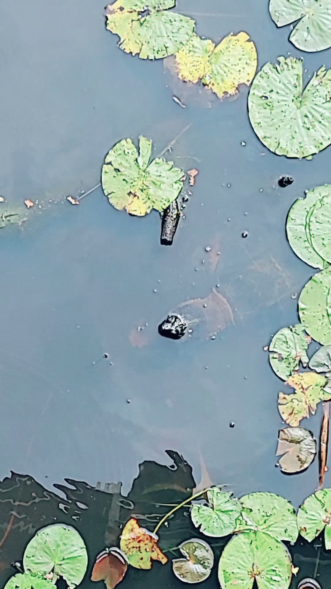 cover for The way this snapping turtle follows my every word! Never seen one this big. #snappingturtle #turtle #maryland