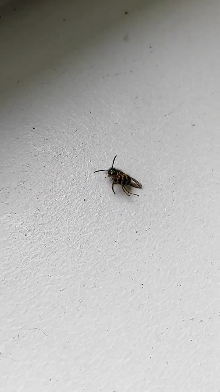 cover for Why are these wasps acting so strange? How can I stop it? 🐝 #Insects #Nature #WaspProblem