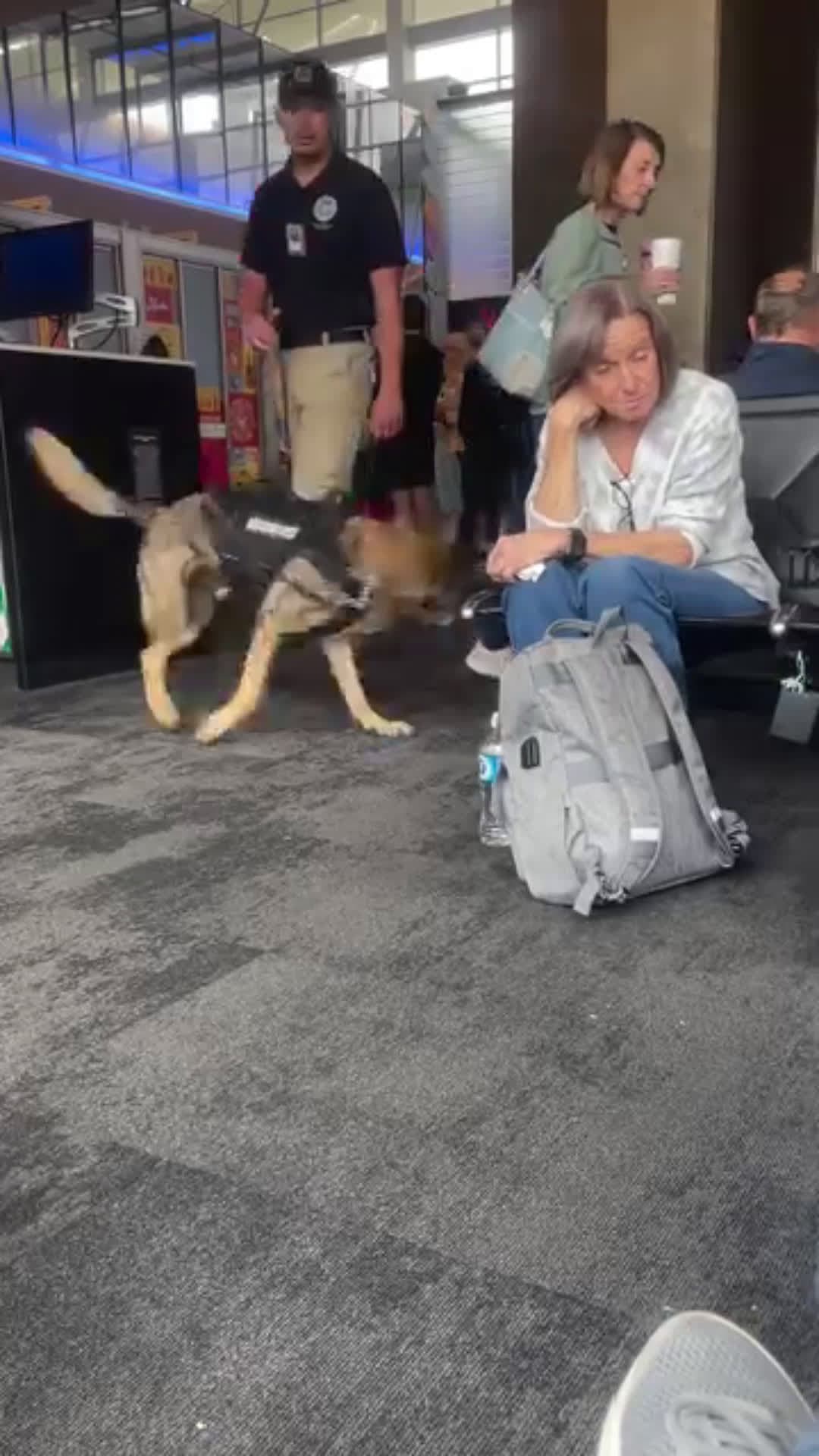cover for Please follow Me 😭🇺🇲    #k9training #dog #StarsEverywhere #doglife #dogstraining  #k9 #doglover 