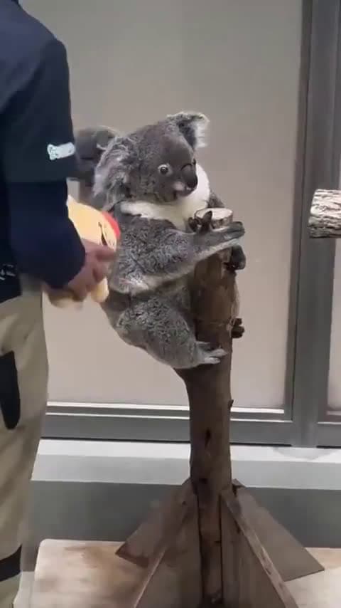 cover for Zoo staff soothe a baby koala with toys during weighing — a heartwarming moment of care and bonding 🐨🧸 #Koala #ZooLife #CuteAnimals #AnimalCare