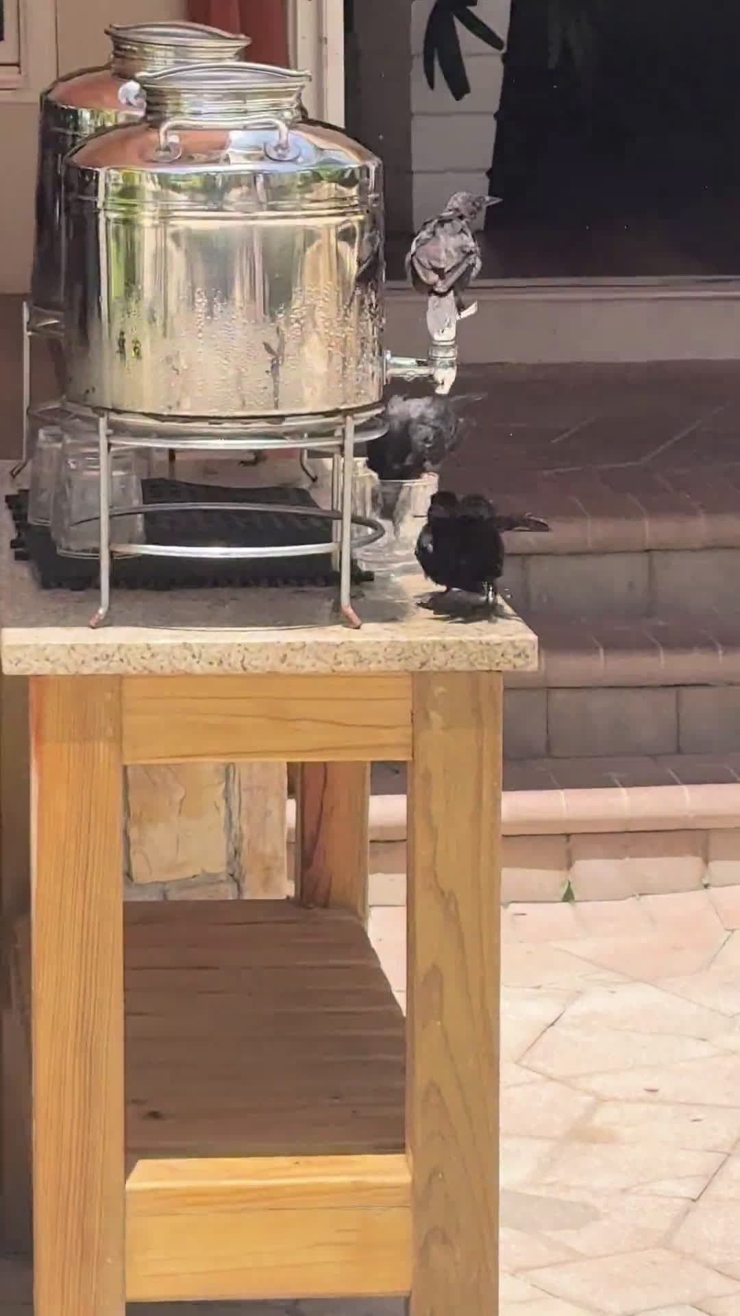 cover for These feathered friends share drinks and splash baths—nature's cutest spa moment! 💦🐦 #Birds #NatureLovers #CuteAnimals #BirdWatching