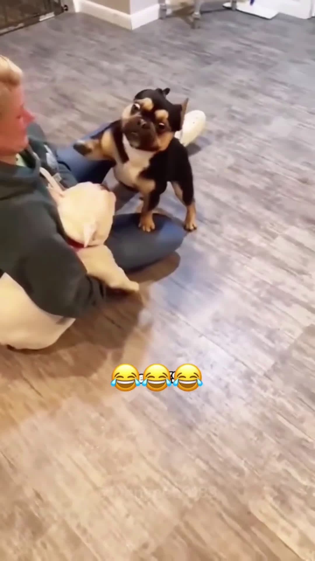 cover for 🤣🤣#dog #cat #pet #animal #voiceover #funny #funnyvideos #foryou #viral  #scoopzanimalvideo 
