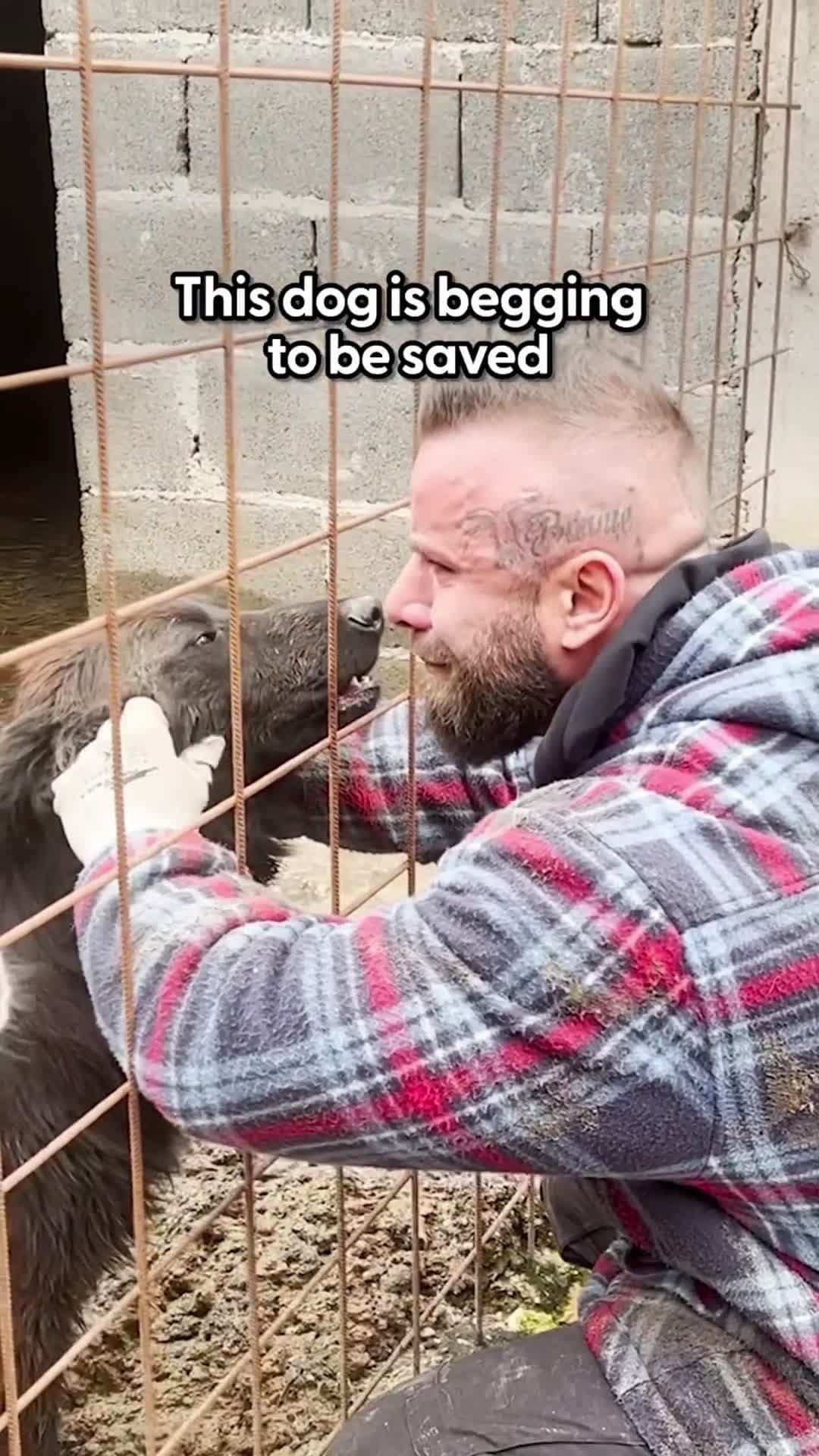 cover for Guy Rescues Hundreds Of Dogs From City SheltersBruno Jelovic's doing what most people only dream of — rescuing every single dog from city shelters and living with hundreds of them on his ranch ❤️