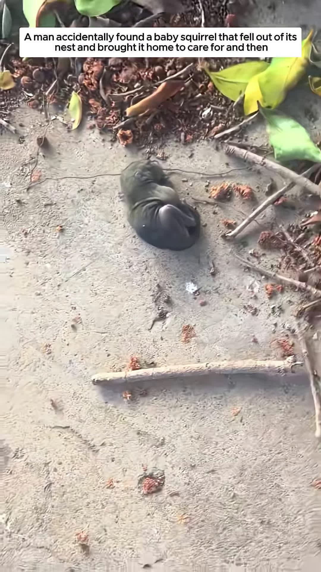 cover for A man accidentally found a baby squirrel that fell out of its nest and brought it home to care for