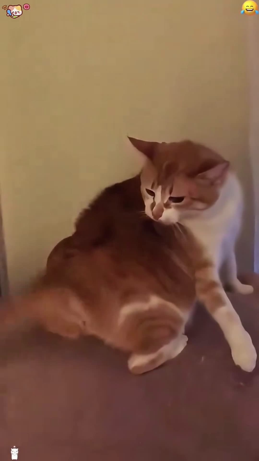 cover for My cat does'nt recognize his own tail #cat #happy #foryou #funny #fyp 