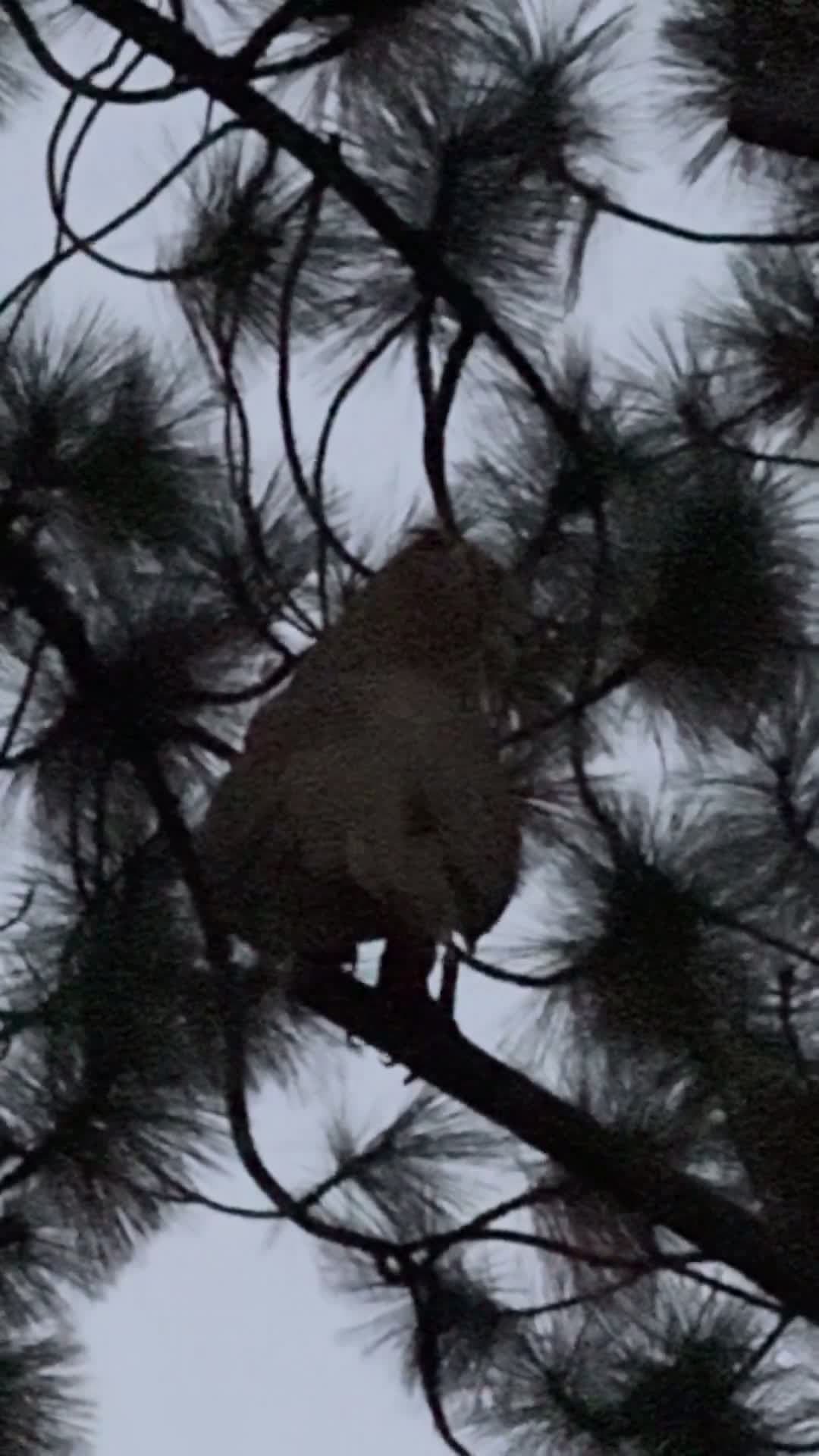 cover for Massive find in South Lake Tahoe—about a foot tall! Can you ID this? 🧐 #NatureMystery #SouthLakeTahoe #WildlifeWatch