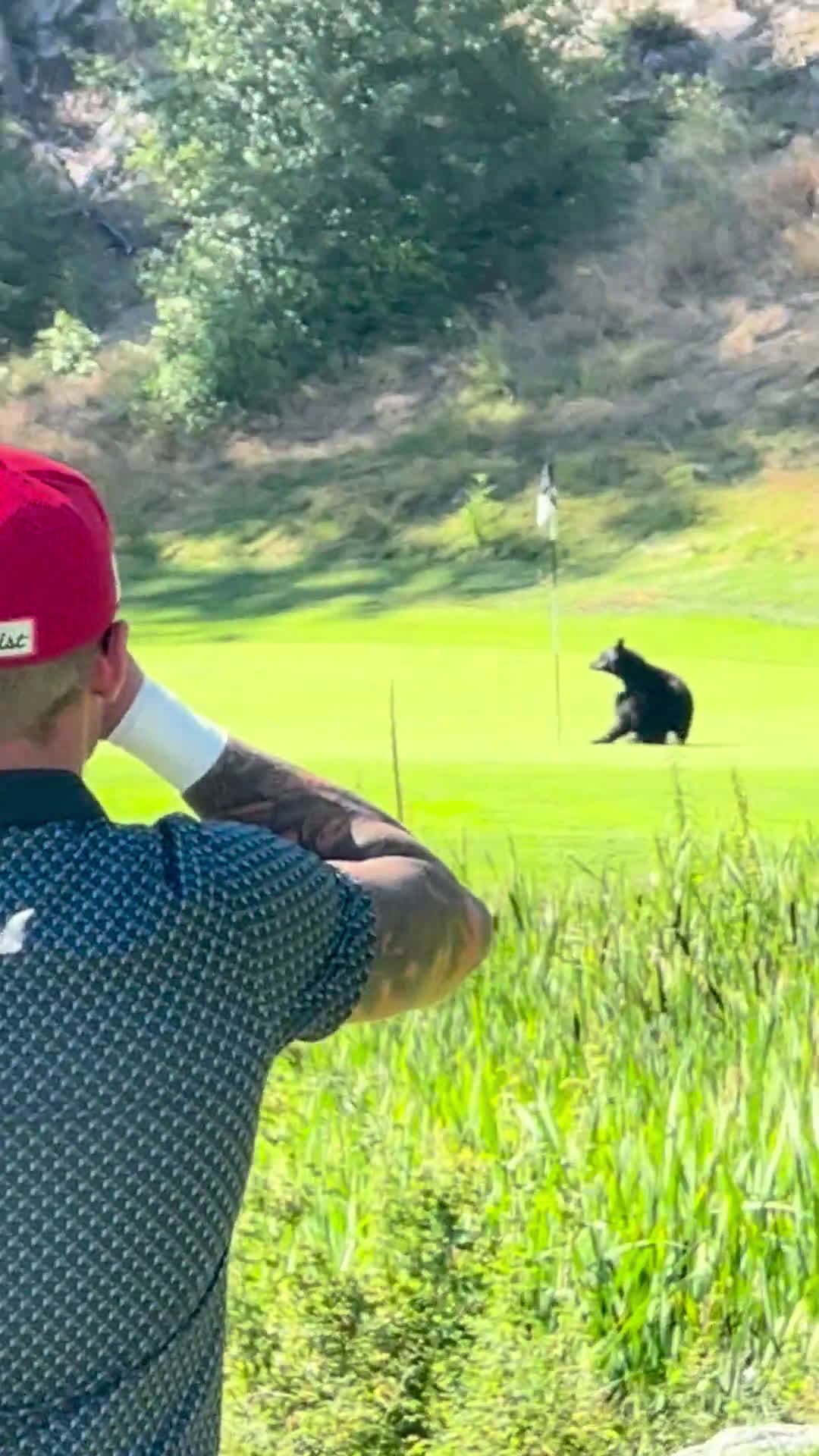 cover for Bear fumbles with a flag stick—nature’s clumsy moment 🐻😂 #BearFail #WildlifeHumor #NatureVideo
