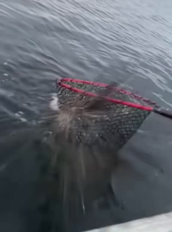 cover for Hilarious fishing fails you can’t miss! 🎣😂 #FishingFails #FunnyMoments #EpicFails