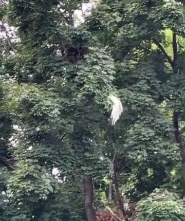 cover for Stunning view of a rare leucistic red-tailed hawk showing off its unique tail! 🦅 #LeucisticBird #RedTailedHawk #Birdwatching #Wildlife