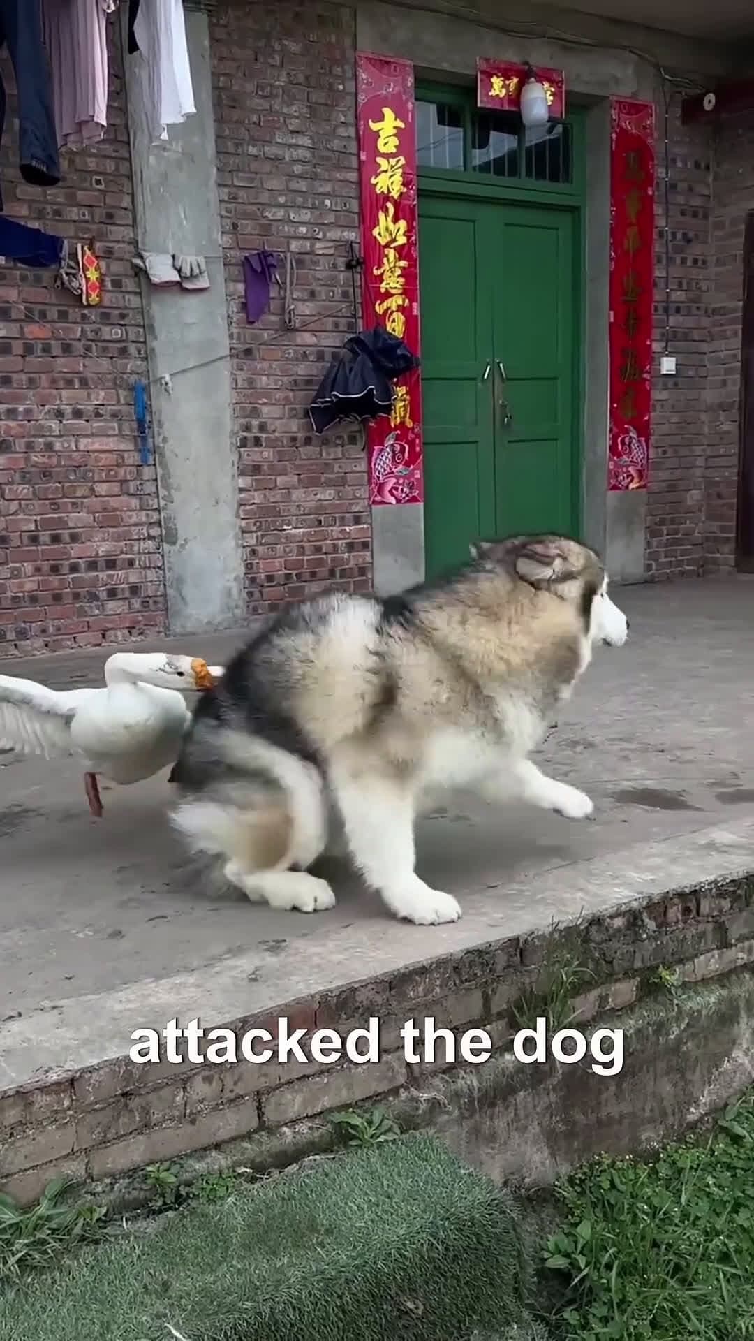 cover for Suddenly the swan attacked the dog