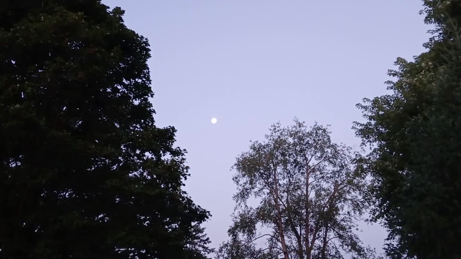 cover for Morning moon