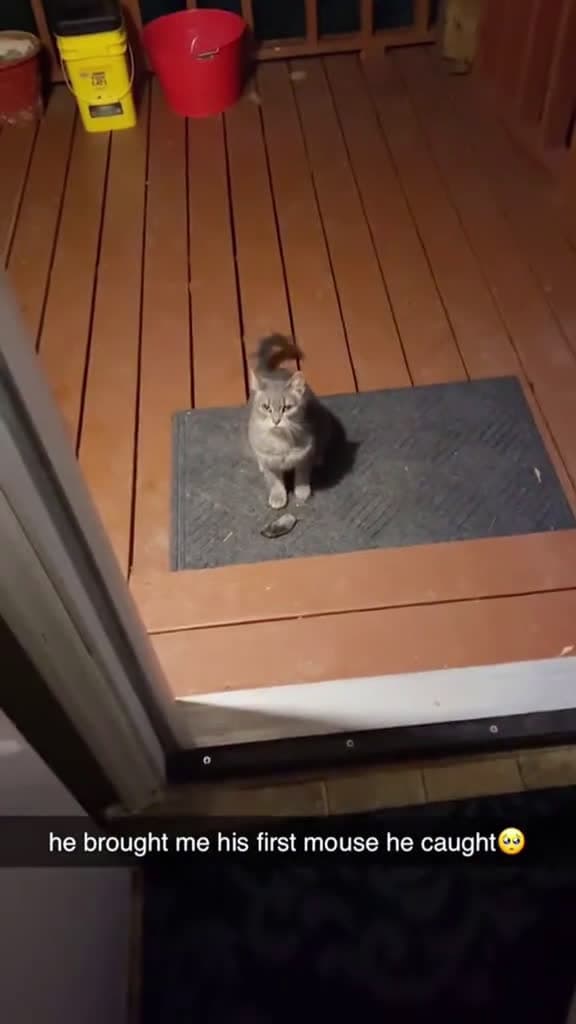 cover for One door. One dramatic cat catsoftiktok catlover cats fyp 34797 #shortvideos