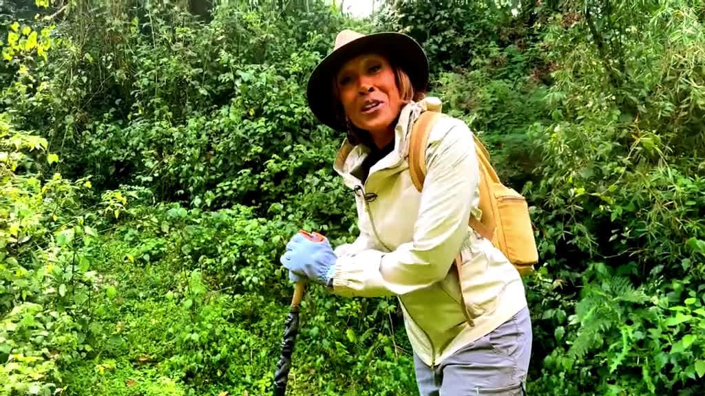 cover for “Hard to put into words being this close in their habitat.” Robin Roberts reflects on her unforgettable journey to Rwanda’s Volcanoes National Park, where she encountered wild mountain gorillas in their natural habitat. #news #...