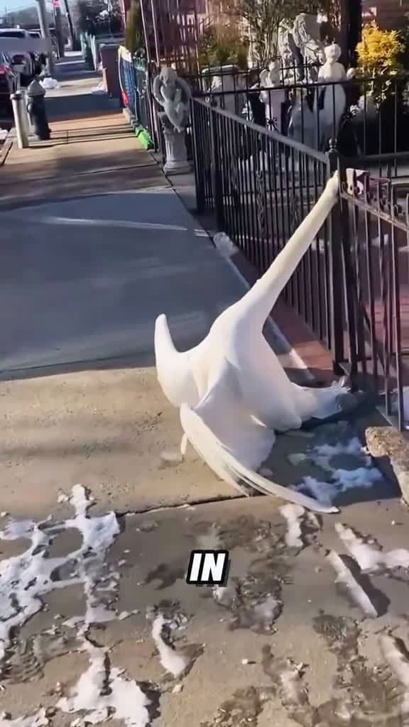 cover for Injured swan#tiktok #foryou #fyp #viral #shorts #animals