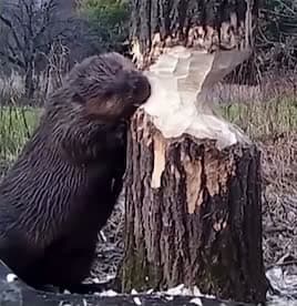 cover for Beavers pause mid-chew to listen for danger, timing each bite to keep the tree from crashing down 🪵🐾 #Beavers #Nature #Wildlife #AnimalBehavior #Science