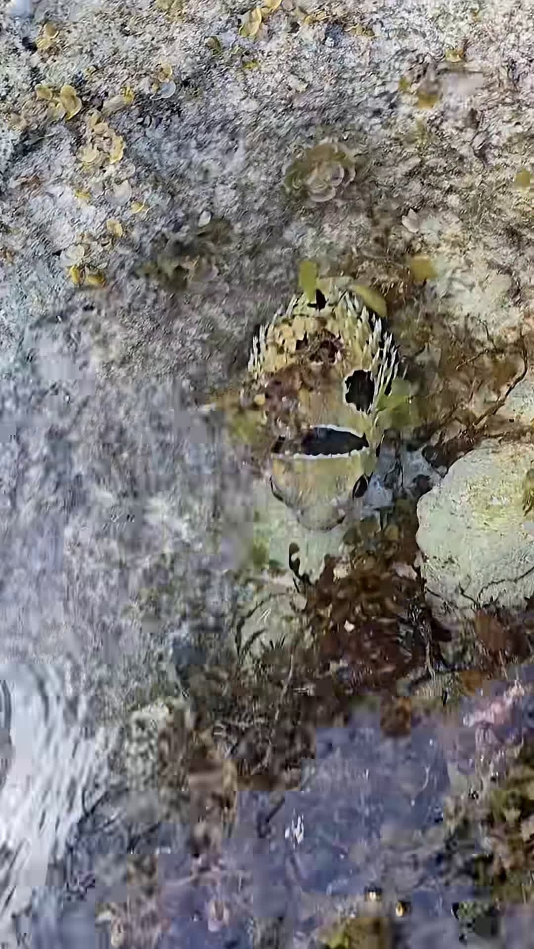 cover for IKAN ENAK BUNTAL DURI puffer fugu ikan fish buntal Seafood fyp viral trending