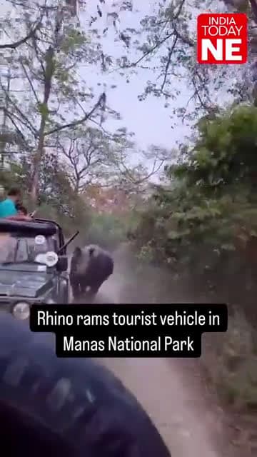 cover for Heart-pounding moment: Rhino charges at tourist vehicle! 🦏 #WildlifeEncounter #SafariAdventure #StaySafe