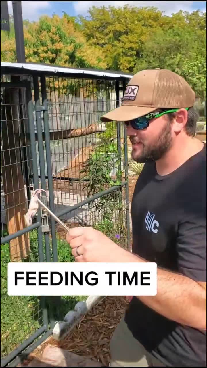 cover for #FirstVideoChallenge FEEDING TIME for BIG RED!!