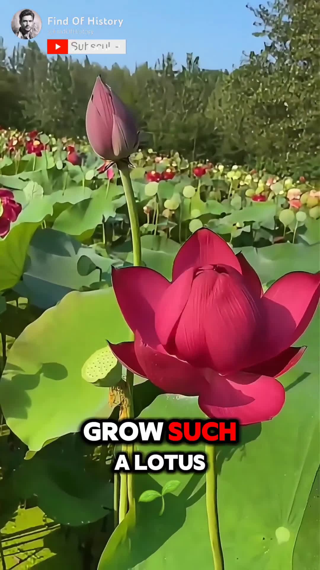 cover for Unbelievable How to Grow a Beautiful Lotus Plant at Home Part 01 shorts short unique