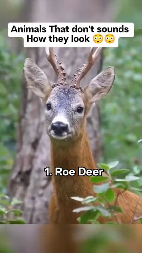 cover for You'll be surprised by these animals' unexpected sounds! 🐾🔊 #AnimalSounds #Nature #SurprisingAnimals
