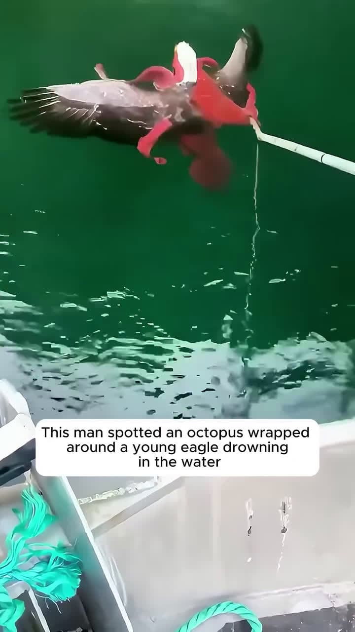 cover for This man spotted an octopus wrapped around a young eagle drowning in the water