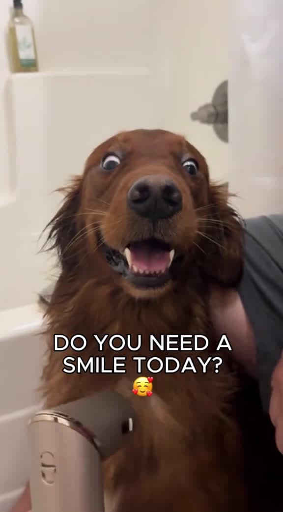 cover for Happy dogs to make you smile😂 #FunniestVideoOnMyPhone