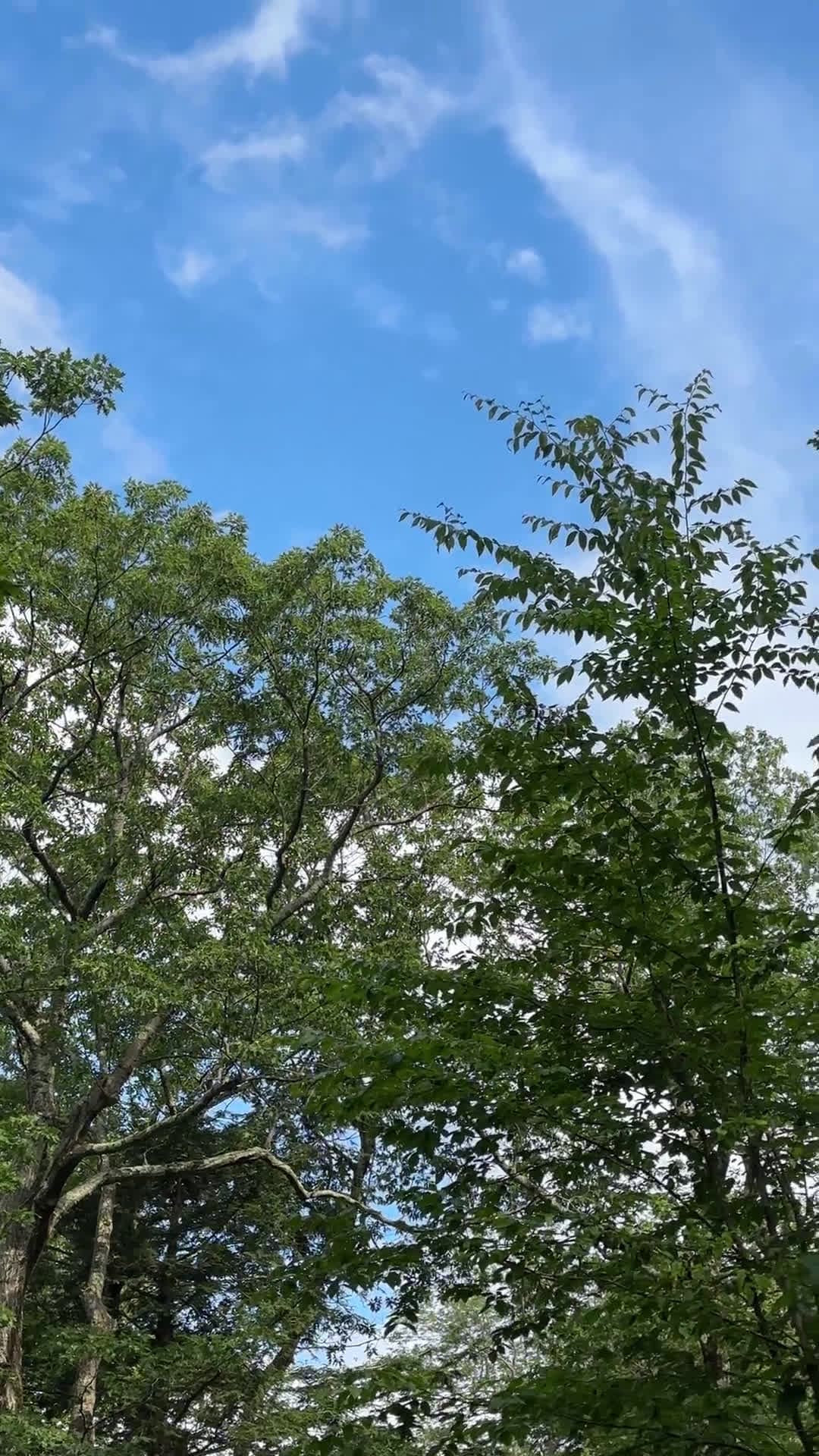 cover for Can you identify this bird call? Help me name the bird by its song 🐦🎶 #BirdWatching #BirdCall #IdentifyThisBird
