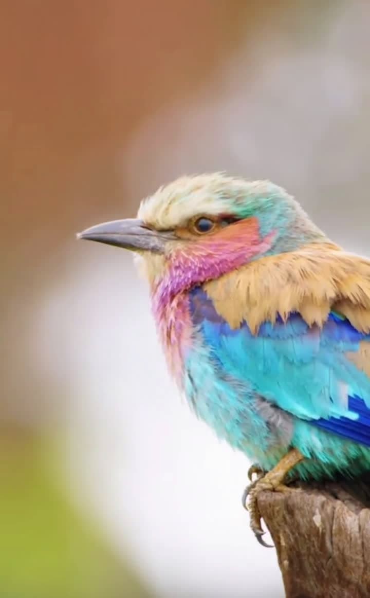 cover for Meet Kenya’s national bird: the stunning lilac-breasted roller! 🦜 #Wildlife #Kenya #BirdWatching